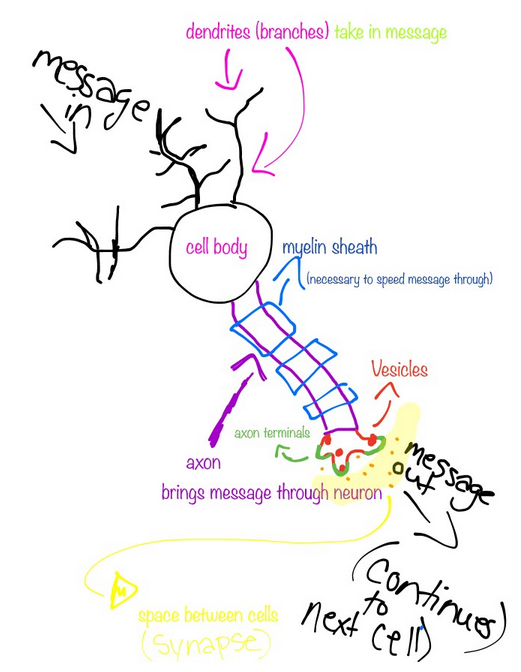 neuron iPad image